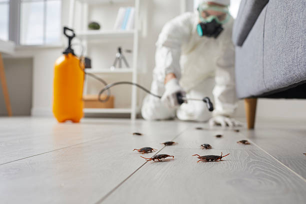 Post-Treatment Bed Bug Interceptor Monitoring in Holmes Beach